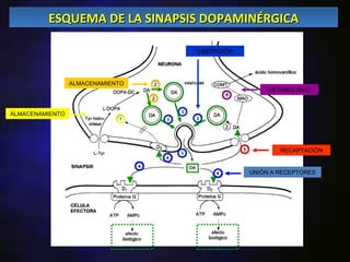 ESQUEMA DE LA SINAPSIS DOPAMINÉRGICA

                                  LIBERACIÓN




                 ALMACENAMIENTO
                                                    METABOLISMO



ALMACENAMIENTO




                                                       RECAPTACIÓN


                                               UNIÓN A RECEPTORES
 