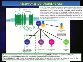 RECEPTORES DOPAMINÉRGICOS
                                                       En los años 70’s se estudió la distribución de los receptores para dopamina
                                                       y se planteó la existencia de dos tipos de receptores dopaminérgicos,
                                                       denominados D1 y D2, aunque no fue hasta 1988 cuando se clonó el
                                                       primer receptor dopaminérgico, el subtipo D2. Los últimos años se han
                                                       caracterizado por el uso de diferentes estrategias experimentales para el
                                                       estudio in situ e in vivo de los sistemas dopaminérgicos, así como de las
                                                       características farmacológicas y moleculares de los diferentes receptores
                                                       para el neurotransmisor.




                                  D2 D3 D4              D1 D5




Al presente han sido descriptos 5 tipos de receptores dopaminérgicos (GPCRs divididos en dos familias D1 y D2.
                                                                      GPCRs),                              D2
Familia D1 (subtipos D1 y D5) acoplados a proteínas Gαs y estimulan la formación de AMPc.
                          D5
Familia D2 (D2, D3 y D4) inhiben la formación de AMPc, activan canales de K+ y reducen la entrada de iones de Ca2+ a
                      D4
través de canales dependientes del voltaje, efectos mediados también por proteínas G (Gαi y Gαo).
 