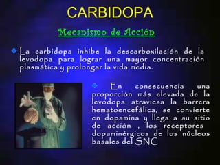 CARBIDOPA
         Mecanismo de Acción
La carbidopa inhibe la descarboxilación de la
levodopa para lograr una mayor concentración
plasmática y prolongar la vida media.

                      En     consecuencia  una
                 proporción más elevada de la
                 levodopa atraviesa la barrera
                 hematoencefálica, se convierte
                 en dopamina y llega a su sitio
                 de acción , los receptores
                 dopaminérgicos de los núcleos
                 basales del SNC
 