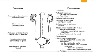 Clase n2.infeccion urinaria y reflujo