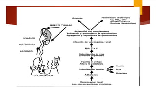 Clase n2.infeccion urinaria y reflujo