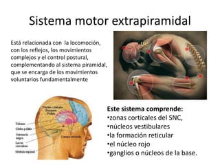 Sistema motor extrapiramidal
Está relacionada con la locomoción,
con los reflejos, los movimientos
complejos y el control postural,
complementando al sistema piramidal,
que se encarga de los movimientos
voluntarios fundamentalmente



                                   Este sistema comprende:
                                   •zonas corticales del SNC,
                                   •núcleos vestibulares
                                   •la formación reticular
                                   •el núcleo rojo
                                   •ganglios o núcleos de la base.
 