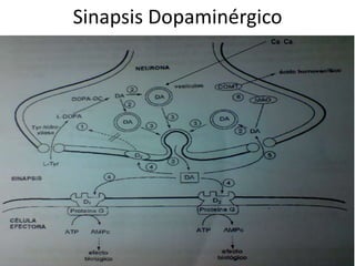 Sinapsis Dopaminérgico
                    Ca Ca
 