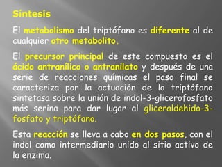 Síntesis
El metabolismo del triptófano es diferente al de
cualquier otro metabolito.
El precursor principal de este compuesto es el
ácido antranílico o antranilato y después de una
serie de reacciones químicas el paso final se
caracteriza por la actuación de la triptófano
sintetasa sobre la unión de indol-3-glicerofosfato
más serina para dar lugar al gliceraldehido-3-
fosfato y triptófano.
Esta reacción se lleva a cabo en dos pasos, con el
indol como intermediario unido al sitio activo de
la enzima.
 