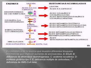 Vía metabólica de la leucina que muestra diferentes bloqueos
enzimáticos que implican aumento de aminoácidos. A: EOJA; B:
deficiencia de dihidrolipoil deshidrogenasa; C: acidemia isovalérica; D:
acidemia glutárica tipo II; E: deficiencia múltiple de carboxilasa; F:
deficiencia de HMG-CoA liasa.
 