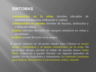 SINTOMAS
Aminoacidos en la orina (niveles elevados de
aminoacidosleucina, isoleucina y valina)
Aminoacidos en plasma (niveles de leucina, isoleucina y
valina elevados)
Cetosis (niveles elevados de cuerpos cetónicos en orina y
en plasma
Acidosis (exceso de ácido en la sangre)
El primer síntoma en un recién nacido (tipo Clásico) es escaso
apetito, irritabilidad y el aroma característico de la orina. En
pocos días decaen, pierden el reflejo de succión, tienen llanto
débil, comienzan a quedar flácidos con algunos episodios de
rigidez. Sin un diagnóstico y tratamiento, los síntomas continúan
agravándose, llevándolos a convulsiones, coma y muerte
 