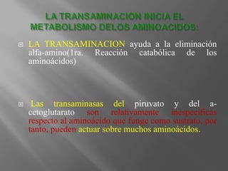  LA TRANSAMINACION ayuda a la eliminación
alfa-amino(1ra. Reacción catabólica de los
aminoácidos)
 Las transaminasas del piruvato y del a-
cetoglutarato son relativamente inespecíficas
respecto al aminoácido que funge como sustrato, por
tanto, pueden actuar sobre muchos aminoácidos.
 