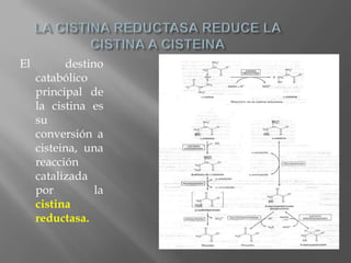 El destino
catabólico
principal de
la cistina es
su
conversión a
cisteina, una
reacción
catalizada
por la
cistina
reductasa.
 