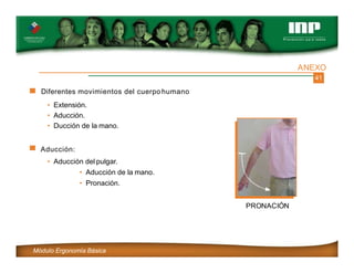 41
ANEXO
PRONACIÓN
Módulo Ergonomía Básica
Diferentes movimientos del cuerpo humano
• Extensión.
• Aducción.
• Ducción de la mano.
Aducción:
• Aducción del pulgar.
• Aducción de la mano.
• Pronación.
 