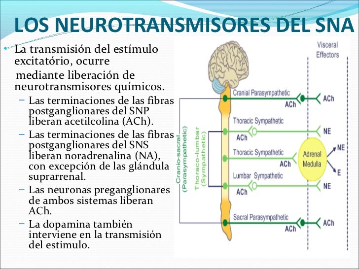 Clase nº 3 sistema nervioso autónomo