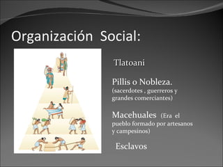 Organización  Social: Tlatoani Pillis o Nobleza.  (sacerdotes , guerreros y grandes comerciantes) Macehuales  (Era  el pueblo formado por artesanos y campesinos) Esclavos 