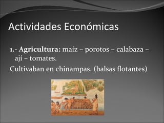 Actividades Económicas 1.- Agricultura:  maíz – porotos – calabaza – ají – tomates. Cultivaban en chinampas. (balsas flotantes) 