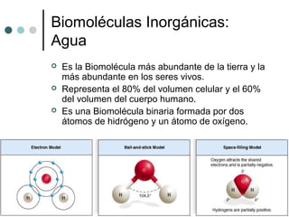 Biomoléculas Inorgánicas:
Agua
 Es la Biomolécula más abundante de la tierra y la
más abundante en los seres vivos.
 Representa el 80% del volumen celular y el 60%
del volumen del cuerpo humano.
 Es una Biomolécula binaria formada por dos
átomos de hidrógeno y un átomo de oxígeno.
 