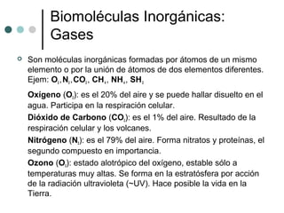 Biomoléculas Inorgánicas:
Gases
 Son moléculas inorgánicas formadas por átomos de un mismo
elemento o por la unión de átomos de dos elementos diferentes.
Ejem: O2,N2,CO2 , CH4, NH4 , SH2
Oxígeno (O2): es el 20% del aire y se puede hallar disuelto en el
agua. Participa en la respiración celular.
Dióxido de Carbono (CO2): es el 1% del aire. Resultado de la
respiración celular y los volcanes.
Nitrógeno (N2): es el 79% del aire. Forma nitratos y proteínas, el
segundo compuesto en importancia.
Ozono (O3): estado alotrópico del oxígeno, estable sólo a
temperaturas muy altas. Se forma en la estratósfera por acción
de la radiación ultravioleta (~UV). Hace posible la vida en la
Tierra.
 