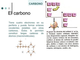 CARBONO
Tiene cuatro electrones en su
periferia y puede formar enlaces
covalentes estables con otros
carbonos. Éstos le permiten
constituir largas cadenas de
átomos (macromoléculas).
El carbono
 