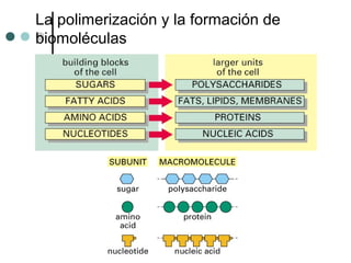 La polimerización y la formación de
biomoléculas
 