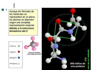 debido a la estructura
tetraédrica del C
Alfa hélice de
una proteína
 