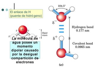 La molécula de
agua posee un
momento
dipolar causado
por la desigual
compartición de
electrones
El enlace de H
(puente de hidró geno)
 