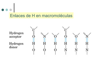 Enlaces de H en macromoléculas
 