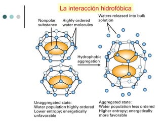 La interacción hidrofóbica
 