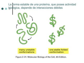 La forma estable de una proteína, que posee actividad
biológica, depende de interacciones débiles
 
