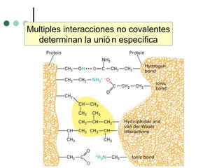 Multiples interacciones no covalentes
determinan la unió n específica
 
