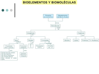 BIOELEMENTOS Y BIOMOLÉCULASBIOELEMENTOS Y BIOMOLÉCULAS
LípidosGlúcidos A. NucleicosProteínas
como
Orgánicas
Oligoelementos
(Ca, Na, K, I, Fe, etc)
Primarios
(C, H, O, N, P, S)
Biomoléculas
forman
Simples
N2,
O2
com
o
Propiedades
físico- químicas
Funciones
biológicas
Disolvente
Bioquímica
Transporte
present
a
Elevada fuerza de cohesión
Alto calor específico
Alto calor de vaporización
Alta constante eléctrica
Mayor densidad en estado
líquido
como como
se
encuentran
Disueltas
(Na+
, Cl-
)
Precipitadas
(CaCO3)
Inorgánicas
S.mineralesAgua
com
o
pueden
ser
 