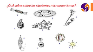 ¿Qué sabes sobre los siguientes microorganismos?
 