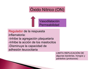 Óxido Nítrico (ON)

                      Vasodilatación
                      Permeabilidad

Regulador de la respuesta
inflamatoria:
-Inhibe la agregación plaquetaria
-Inhibe la acción de los mastocitos
-Disminuye la capacidad de
adhesión leucocitaria
                                      LIMITA REPLICACIÓN DE
                                      algunas bacterias, hongos y
                                      parásitos (protozoos)
 