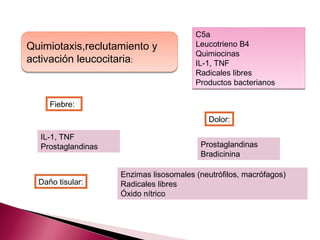 C5a
Quimiotaxis,reclutamiento y             Leucotrieno B4
                                        Quimiocinas
activación leucocitaria:                IL-1, TNF
                                        Radicales libres
                                        Productos bacterianos

     Fiebre:
                                            Dolor:

  IL-1, TNF
  Prostaglandinas                        Prostaglandinas
                                         Bradicinina

                    Enzimas lisosomales (neutrófilos, macrófagos)
  Daño tisular:     Radicales libres
                    Óxido nítrico
 