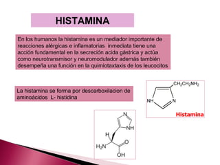 HISTAMINA
En los humanos la histamina es un mediador importante de
reacciones alérgicas e inflamatorias inmediata tiene una
acción fundamental en la secreción acida gástrica y actúa
como neurotransmisor y neuromodulador además también
desempeña una función en la quimiotaxtaxis de los leucocitos



La histamina se forma por descarboxilacion de
aminoácidos L- histidina
 