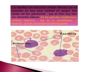 Los basófilos son leucocitos (células blancas) que se
presentan en muy poca cantidad en sangre. Son
células del tipo granulocitos , que se tiñen muy bien
con colorantes básicos. En los gránulos citoplásmicos
contiene histamina , que es un vasodilatador, y
heparina , que es una sustancia anticoagulante
 