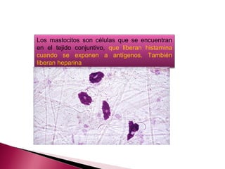 Los mastocitos son células que se encuentran
en el tejido conjuntivo, que liberan histamina
cuando se exponen a antígenos. También
liberan heparina
 