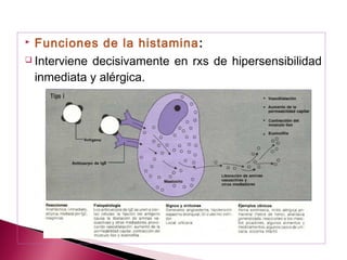  Funciones de la histamina :
 Interviene decisivamente en rxs de hipersensibilidad

  inmediata y alérgica.
 
