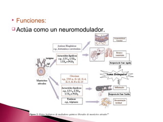  Funciones:
 Actúa como un neuromodulador.
 