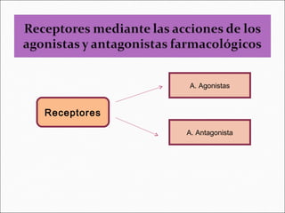 A. Agonistas


Receptores

             A. Antagonista
 