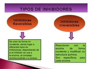 TIPOS DE INHIBIDORES

   Inhibidores                     Inhibidores
   Reversibles                    Irreversibles




Se unen de forma no
covalente, dando lugar a       Reaccionan      con     la
diferentes tipos de
                               enzima      de      forma
inhibiciones, dependiendo de
si el inhibidor se une a       covalente y modifican su
la enzima, al complejo         estructura química.
enzima-sustrato o a ambos.     Son específicos para
                               cada enzima
 