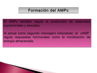 Formación del AMPc

El AMPc también regula la producción de esteroides
suprarrenales y sexuales.

Al actuar como segundo mensajero intracelular, el cAMP
regula respuestas hormonales como la movilización de
energía almacenada.
 