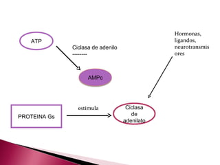 Hormonas,
   ATP                                         ligandos,
              Ciclasa de adenilo               neurotransmis
              --------                         ores



                    AMPc




                estimula            Ciclasa
PROTEINA Gs                           de
                                   adenilato
 