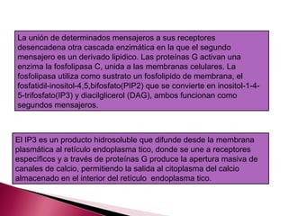 La unión de determinados mensajeros a sus receptores
desencadena otra cascada enzimática en la que el segundo
mensajero es un derivado lipidico. Las proteínas G activan una
enzima la fosfolipasa C, unida a las membranas celulares. La
fosfolipasa utiliza como sustrato un fosfolipido de membrana, el
fosfatidil-inositol-4,5,bifosfato(PIP2) que se convierte en inositol-1-4-
5-trifosfato(IP3) y diacilglicerol (DAG), ambos funcionan como
segundos mensajeros.



El IP3 es un producto hidrosoluble que difunde desde la membrana
plasmática al retículo endoplasma tico, donde se une a receptores
específicos y a través de proteínas G produce la apertura masiva de
canales de calcio, permitiendo la salida al citoplasma del calcio
almacenado en el interior del retículo endoplasma tico.
 