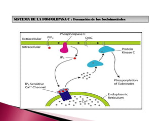 SISTEMA DE LA FOSFOLIPASA C : Formación de los fosfoinositoles
 