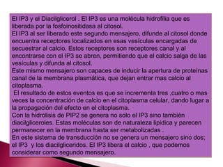 El IP3 y el Diacilglicerol . El IP3 es una molécula hidrofilia que es
liberada por la fosfoinositidasa al citosol.
El IP3 al ser liberado este segundo mensajero, difunde al citosol donde
encuentra receptores localizados en esas vesículas encargadas de
secuestrar al calcio. Estos receptores son receptores canal y al
encontrarse con el IP3 se abren, permitiendo que el calcio salga de las
vesículas y difunda al citosol.
Este mismo mensajero son capaces de inducir la apertura de proteínas
canal de la membrana plasmática, que dejan entrar mas calcio al
citoplasma.
 El resultado de estos eventos es que se incrementa tres ,cuatro o mas
veces la concentración de calcio en el citoplasma celular, dando lugar a
la propagación del efecto en el citoplasma.
Con la hidrólisis de PIP2 se genera no solo el IP3 sino también
diacilgliceroles. Estas moléculas son de naturaleza lipidica y parecen
permanecer en la membrana hasta ser metabolizadas .
En este sistema de transducción no se genera un mensajero sino dos;
el IP3 y los diacilgliceridos. El IP3 libera el calcio , que podemos
considerar como segundo mensajero.
 
