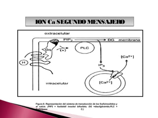 ION Ca SEGUNDO MENSAJERO




Figura 8. Representación del sistema de transducción de los fosfoinosítidos y
el calcio. (PIP2 = fosfatidil inositol bifosfato; DG =diacilglicérido;PLC =
fosfolipasa                                C.)
 