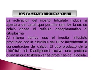 ION Ca SEGUNDO MENSAJERO
La activación del inositol trifosfato induce la
apertura del canal que permite salir los iones de
calcio desde el retículo endoplasmatico al
citoplasma.
Al mismo tiempo que el inositol trifosfato
producido por la hidrólisis del PIP2 incrementa la
concentración del calcio. El otro producto de la
hidrólisis, el Diacilglicerol activa una proteína
quinasa que fosforila varias proteínas de la célula.
 