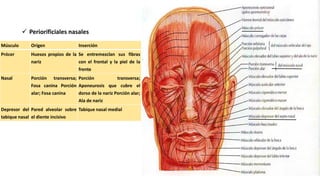 Musulo Procer Anatomía detallada de los músculos del cráneo, cara y cuello | PDF