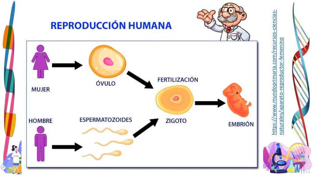 Clase naturales 3-08-12-21_reproduccion humana