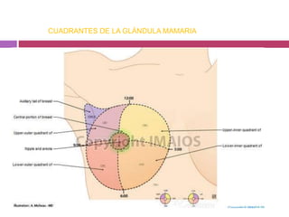 CUADRANTES DE LA GLÁNDULA MAMARIA 
 