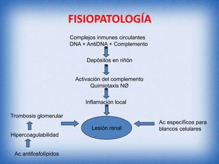 FISIOPATOLOGÍA
Complejos inmunes circulantes
DNA + AntiDNA + Complemento
Depósitos en riñón

Activación del complemento
Quimiotaxis NØ

Inflamación local
Trombosis glomerular
Lesión renal

Hipercoagulabilidad

Ac antifosfolípidos

Ac específicos para
blancos celulares

 