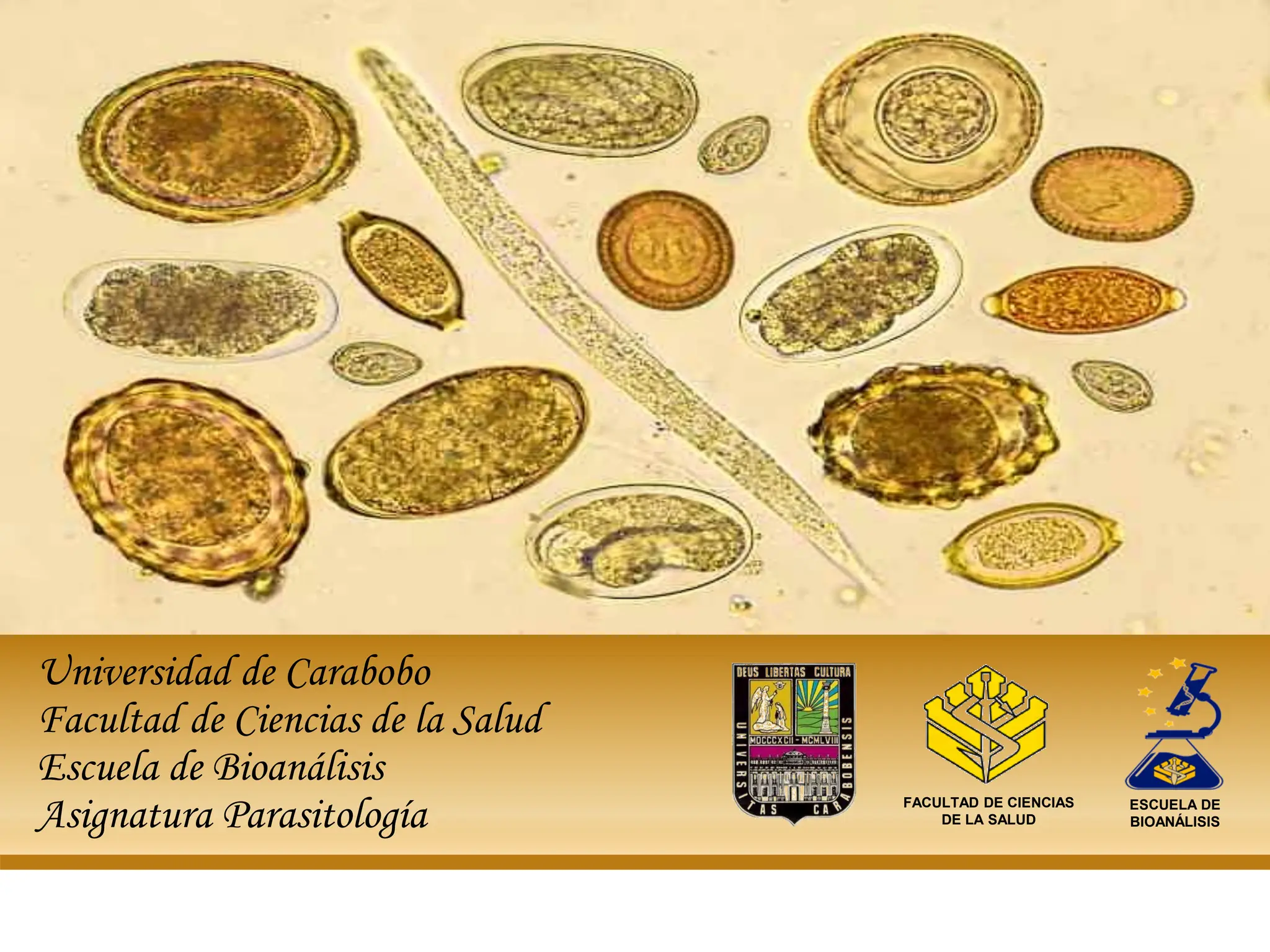 Strongyloides Stercoralis Huevo Dibujo
