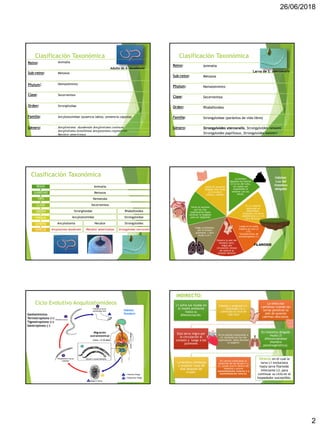 26/06/2018
2
Clasificación Taxonómica
Adulto de A. duodenale
Clasificación Taxonómica
Reino: Animalia
Sub-reino: Metazoa
Phylum: Nematelminto
Clase: Secernentea
Orden: Strongiloidae
Familia: Ancylostomidae (ausencia labios, presencia cápsula)
Género: Ancylostoma duodenale Ancylostoma caninum
Ancylostoma brasiliense Ancylostoma ceylanicum
Necator americanus
Clasificación Taxonómica
Clasificación Taxonómica
Reino: Animalia
Sub-reino: Metazoa
Phylum: Nematelminto
Clase: Secernentea
Orden: Rhabditoidea
Familia: Strongyloidae (parásitos de vida libre)
Género: Strongyloides stercoralis, Strongyloides ransomi
Strongyloides papillosus, Strongyloides westeri
Larva de S. stercoralis
Phylum
Clase
Orden
Familia
Subreino
Género
Especie
Reino Animalia
Metazoa
Nematoda
Secernentea Adenophorea Secernentea
Ascaridida Trichurida Rhabditida
Ascarididae Trichuridae Oxyuridae
Ascaris Trichuris Enterobius
Ascaris
lumbricoides
Trichuris
trichiura
Enterobius
vermicularis
Clasificación Taxonómica
Animalia
Metazoa
Nematoda
Secernentea
Ascaridida
Ascarididae
Ascaris
Ascaris
lumbricoides
Adenophor
ea
Trichurida
Trichuridae
Trichuris
Trichuris
trichiura
Secernent
ea
Rhabditida
Oxyuridae
Enterobius
Enterobius
vermicularis
REINO
SUBREINO
TIPO
CLASE
ORDEN
FAMILIA
GENERO
ESPECIE
Clasificación Taxonómica
Animalia
Metazoa
Nematoda
Secernentea
Strongiloidae
Ancylostomidae
Ancylostoma
Ancylostoma duodenale
Necator
Necator americanus
Rhabditoidea
Strongyloidae
Strongyloides
Strongyloides stercoralis
Phylum
Clase
Subreino
Reino
Clasificación Taxonómica
Animalia
Metazoa
Nemátoda
Secernentea
Strongiloidae Rhabditoidea
Ancylostomidae Strongyloidae
Ancylostoma Necator Strongyloides
Ancylostoma
duodenale
Necator
americanus
Strongyloides
stercoralis
La hembra
deposita los huevos
en la luz del tubo,
los cuales son
expulsados al
exterior con las
heces.
En un exterior
adecuado se
desarrollan,
eclosiona una larva
rabditiforme o L1 en
24 a 48 horas.
Luego en el suelo
madura en una L3
( FI).
“Geohelmintos de
termotropismo (+)
Penetra la piel del
Humano sano,
migra por
circulación venosa
de retorno al
corazón derecho
Llega a pulmones,
por la arteria
pulmonar. ( 3era
muda a L4 ).
Inicia un ascenso
por las vías
respiratorias hasta
alcanzar la epiglotis
para ser deglutida
LLEGA AL intestino
delgado (4ta muda
a L5 es decir
adulto), copulan
Hábitat:
Luz del
Intestino
delgado
FILARIOIDE
Ciclo
±
1,5
meses
viven ≈ 5-10 años
Migración
extraintestinal
Geohelmintos
Termotropismo (+)
Tigmotropismo (+)
Geotropismo (-)
Hábitat:
Duodeno
Ciclo Evolutivo Anquilostomídeos L1 sufre sus mudas en
el medio ambiente
hasta su
diferenciación.
Copulan y producen L1,
→ (filarioide L3) o
continúan el ciclo de
vida libre
La infección
comienza cuando las
larvas penetran la
piel de quienes
caminan descalzos.
Esta larva migra por
la circulación al
corazón y luego a los
pulmones
En el pulmón evolucionar a
L4. asciende por las vías
respiratorias hasta alcanzar
la epiglotis
En intestino delgado
muda L5
diferenciándose
(hembra
partenogénetica).
La hembra comienza
a oviponer unos 28
días después de
invadir.
En ciertas condiciones la
evolución de las larvas L1 a
L3, puede ocurrir dentro del
intestino y ocurre
autoinfestación externa o a
autoinfestación interna.
Directo en el cual la
larva L1 evoluciona
hasta larva filarioide
infectante L3, para
continuar su ciclo en el
hospedador susceptible.
INDIRECTO:
 